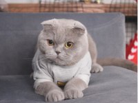Scottish fold kızımıza yuva