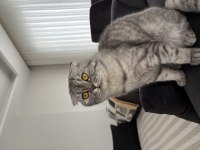 Scottish fold bal kızım