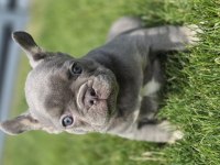 Renkli Gözlü Ev Ortamında Bakılan French Bulldog Yavrularım