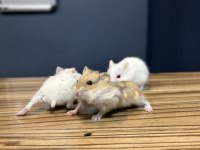 YAVRU HAMSTER ÇEŞİTLERİMİZ