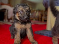 Ruhsatlı Köpek Çifliğinden Alman Kurdu Yavrular A Scrli