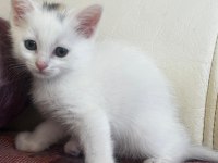 6 adet cins van kedisi