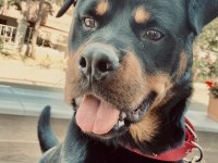 11 aylık erkek sevimli rottweiler