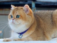British shorthair oğlumuz