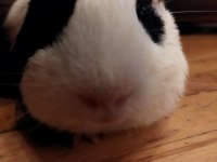 6 aylık erkek yavru guinea pig