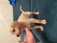 8 haftalık yavru karemel golden retriever