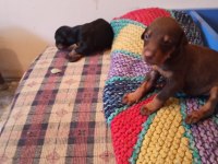 Doberman yavrularım sağlık ve ırk garantilidir