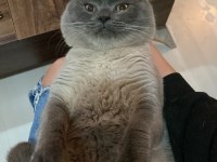 british blue point erkek british (açıklamayı okuyunuz)