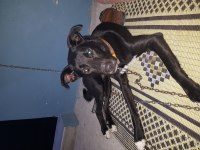 Labrador melezi Hera yuva arıyor