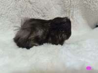 Sevimli Guinea Pig Yavrular