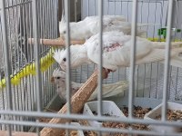 45 günlük albino sultan papağanı yavrular