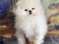 Garantili teacup teddy pomeranian