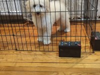 POFUDUK TOY POODLE YAVRULAR