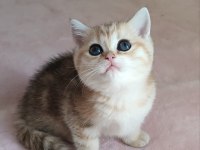 Safkan British Shorthair