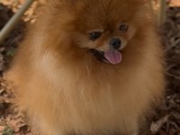 2,5 yaşında erkek üst kalite pomeranian boo