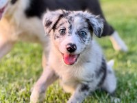 Border collie kapıda ödemeli çiftlik kredi kartı geçer