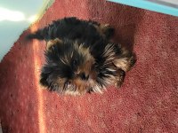 Safkan ırk garantili yorkshire terrier bebekler