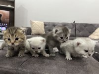 SEVECEN KEDİMİZ