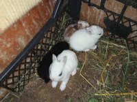 Orijinal netherland dwarf cüce tavşan