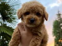 Kore Maltipoo Tedy Face Yavrumuz Yeni Yuvasına Hazır