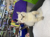 British shorthair erkek yavru