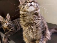 Full şecereli maine coon Ünvanlı ebeveynlerden