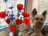 Eğitimli hazır yorkshire terrier