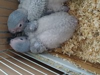 Bebek Jako Papağanı