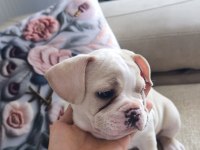 2.5 aylık dişi french bulldog aşısı var
