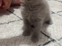 Lilac british shorthair bebekler