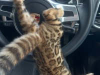 OzyLeopard bengal kittens