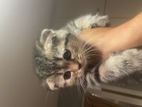 2 Aylık Scottish Fold Dişi