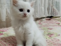 3 yaşında erkek ve dişi kedimiz