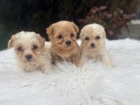 Teacup Maltipo Bebekler