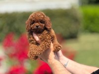 Toy Poodle Bebekler