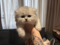 Orjinal ırk british longhair