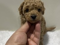 Sıfır numara toy poodle dişi
