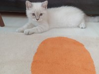 British shorthair oğlumuz