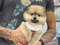 Pomeranian cinsi köpekler
