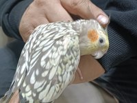 Yavru sultan papağanı