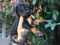AKILLI DOBERMAN YAVRULARI