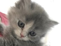 Chinchilla bebeklerimiz yeni yuvasını arıyor