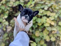 Çok Sevimli ve Oyuncu French Bulldog Yavrularımız