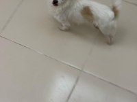 9 Aylık Chihuahua Bebeklerimiz Sahiplendirilecektir