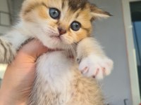 British shorthair kedilerim