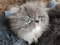 Pofuduk poğaçam persian kedimiz
