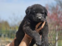 Safkan Üst Segment Solid Black Alman Kurdu Yavrular