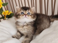 ÇOK ÖZEL SAFKAN BRITISH BLUE GOLDEN-GOLDEN YAVRULAR HAZIR