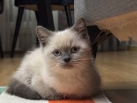 BRİTİSH BLUEPOİNT YAVRULARIMIZ SON 2 YAVRU