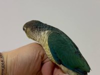 KONUR GÖKKUŞAĞI EL BESLEME EĞİTİMLİ YAVRULARIMIZ
